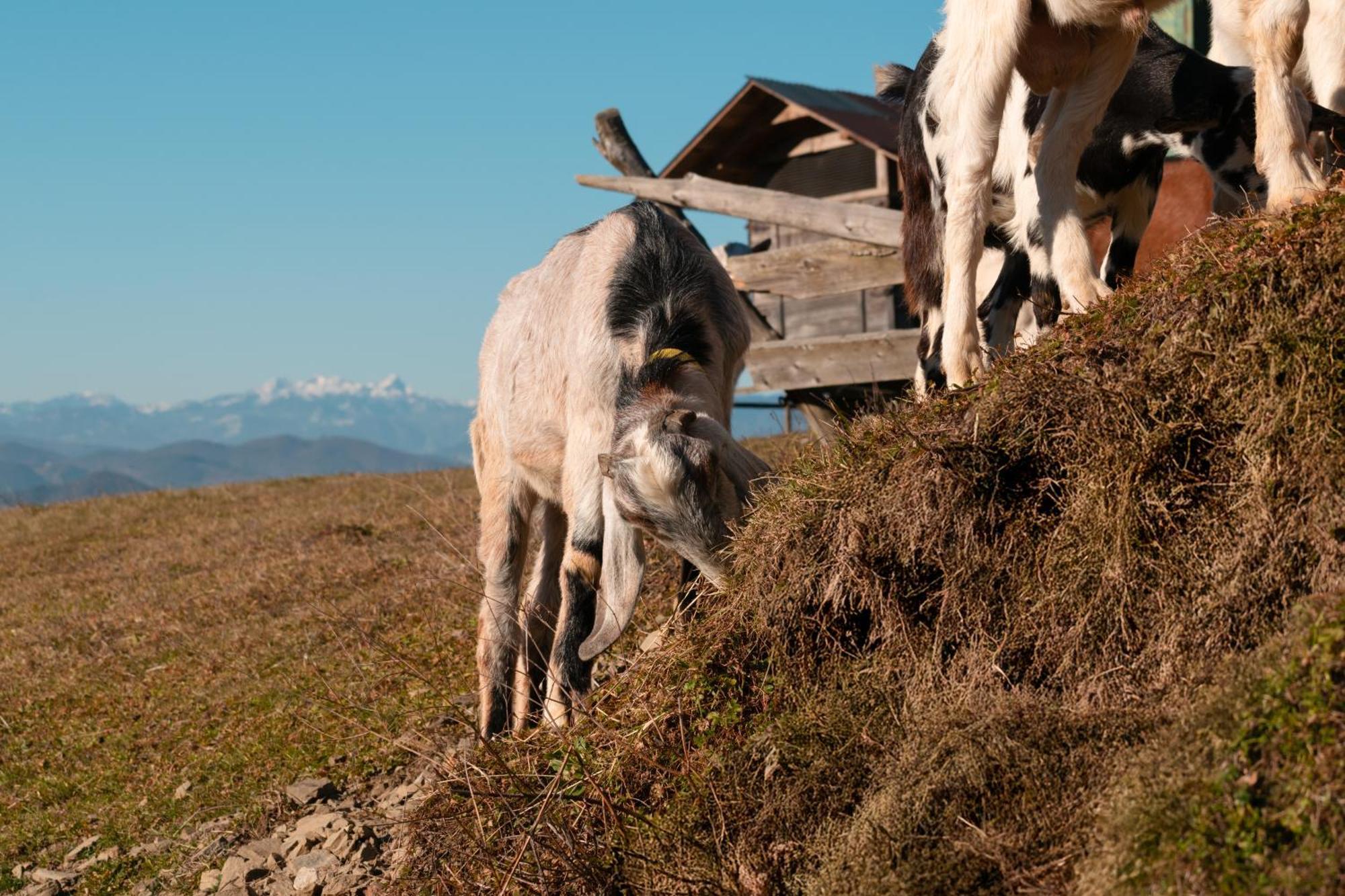 Ranch At Geta Guest House Razgorce Bagian luar foto