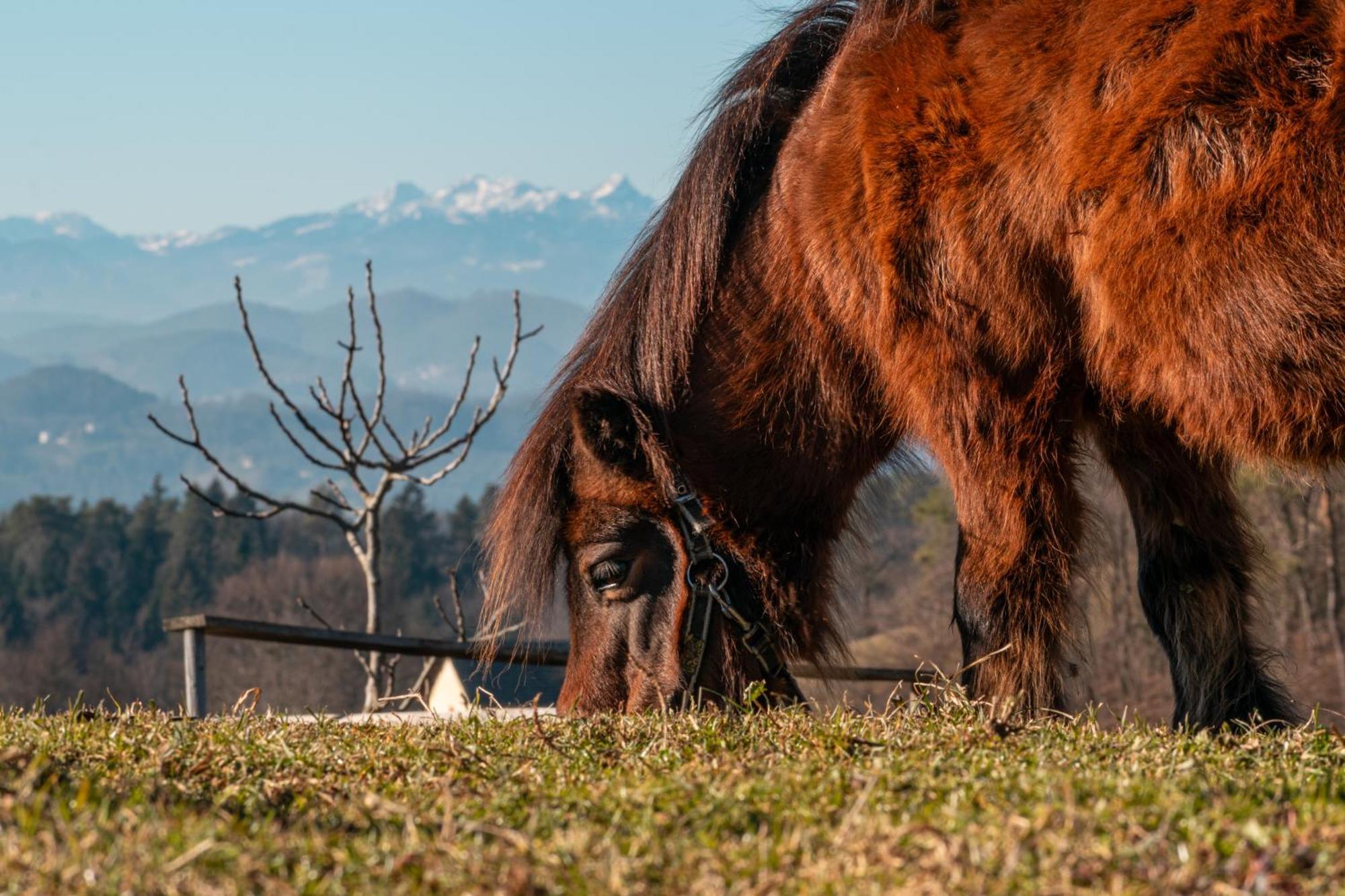 Ranch At Geta Guest House Razgorce Bagian luar foto